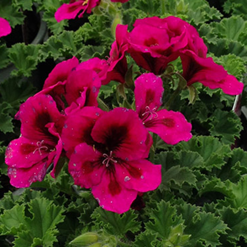 Pelargonium Candy Flower Mauve