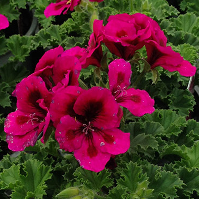 Acheter Geranium Droit Candy Flower Mauve pas cher