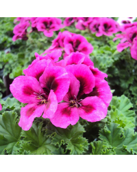 Pelargonium Candy Flower Violet