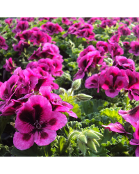Pelargonium Candy Flower Violet