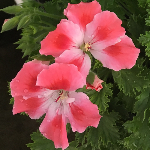 Pelargonium Candy Peach Cloud