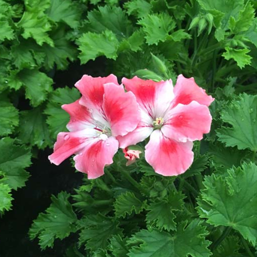 Pelargonium Candy Peach Cloud