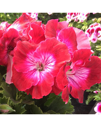 Pelargonium Pac Bermuda Cherry