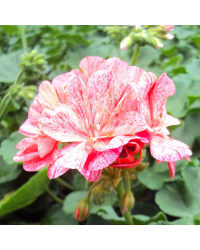 Pelargonium Pac Zonal Quality Mosaic Red