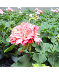 Pelargonium Pac Zonal Quality Mosaic Red