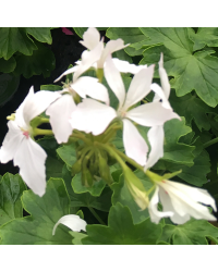 Geranium Zonal Fireworks White