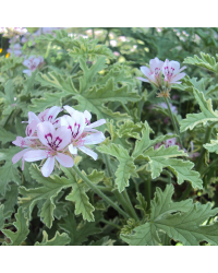 Geranium odorant Citronelle rose