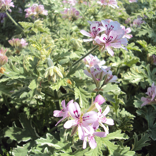 Geranium odorant Citronelle rose