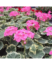 Geranium Zonal panaché Mme Salleron rose