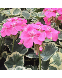 Geranium Zonal panaché Mme Salleron rose