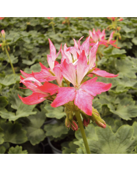 Geranium Zonal Fireworks rouge blanc
