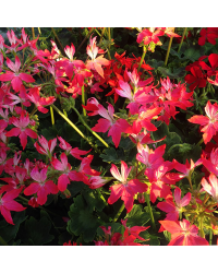 Geranium Zonal Fireworks rouge blanc