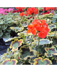 Geranium Panaché Mrs Pollock rouge