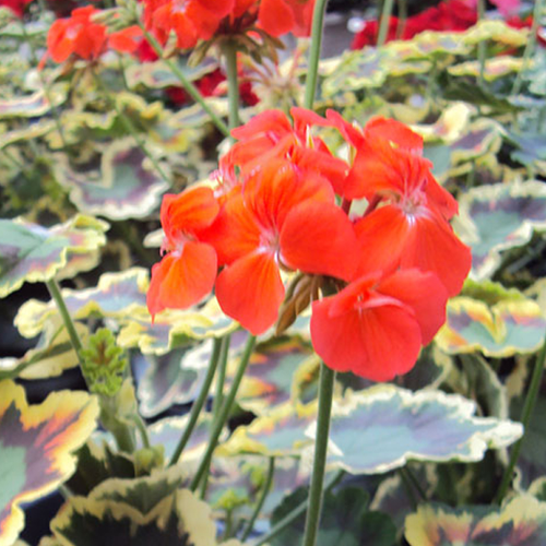 Geranium Panaché Mrs Pollock rouge