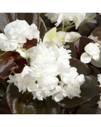 Begonia double gumdrop coco White