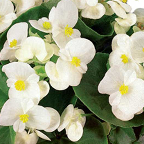 Begonia Semperflorens Mascotte White