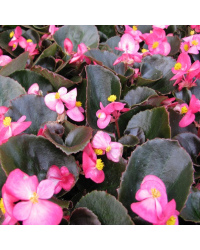 Begonia Massif Ambassador Rose