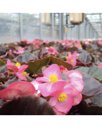 Begonia Massif Ambassador Rose