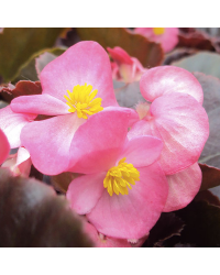 Begonia Massif Ambassador Rose