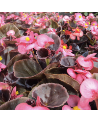 Begonia Massif Ambassador Rose
