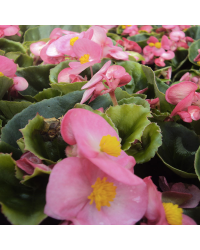 Begonia semperflorens mascotte rose