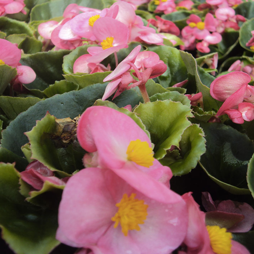 Begonia semperflorens mascotte rose