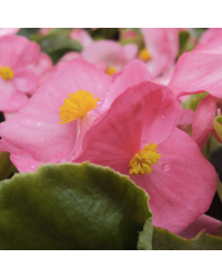 Begonia semperflorens mascotte rose