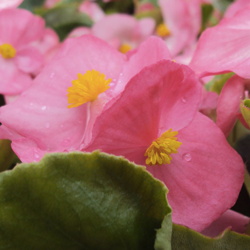 Begonia semperflorens mascotte rose