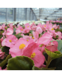 Begonia semperflorens mascotte rose