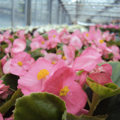 Begonia semperflorens mascotte rose