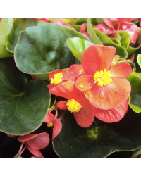 Begonia Massif Ambassador Scarlet