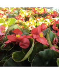 Begonia Massif Ambassador Scarlet