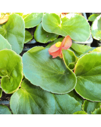 Begonia Massif Ambassador Scarlet