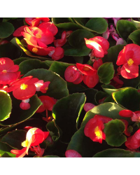 Begonia Massif Ambassador Scarlet