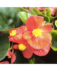 Begonia Massif Ambassador Scarlet