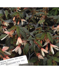 Begonia boliviensis million kiss elegance