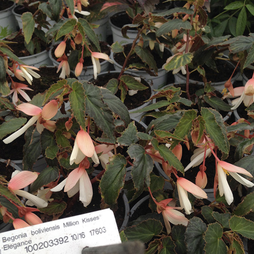 Begonia boliviensis million kiss elegance