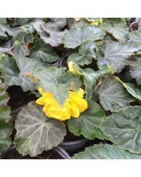 Begonia Tubereux Swing Yellow
