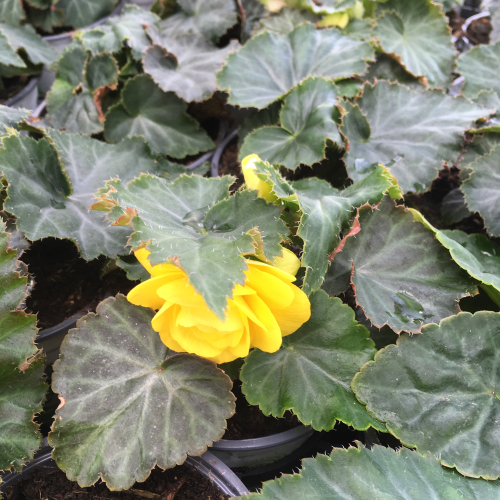 Begonia Tubereux Swing Yellow