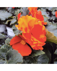 Begonia Tubereux Swing Orange