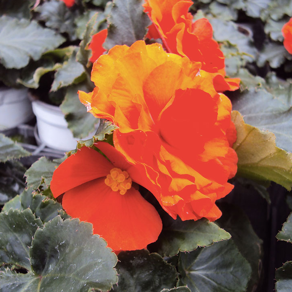 Begonia Tubereux Swing Orange