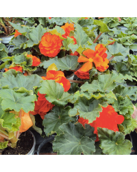 Begonia Tubereux Swing Orange