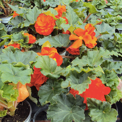 Begonia Tubereux Swing Orange