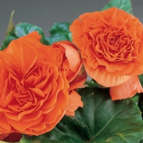 Begonia Tubereux Swing Orange