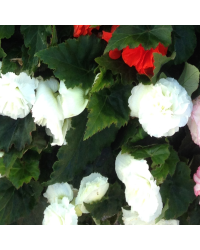 Begonia Tubereux Nonstop White