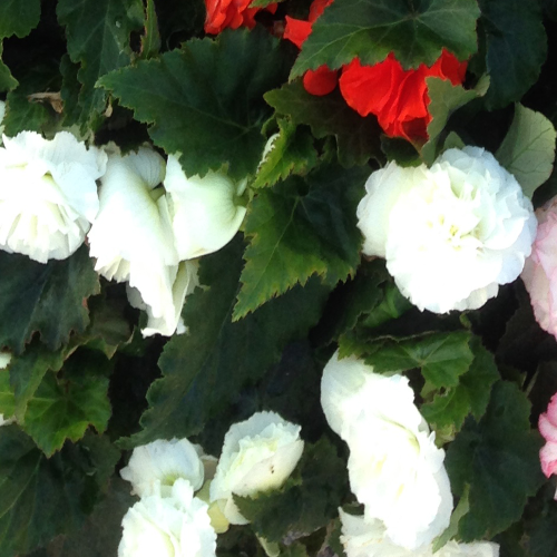 Begonia Tubereux Nonstop White