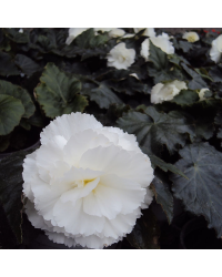 Begonia Tubereux Nonstop White