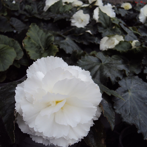 Begonia Tubereux Nonstop White