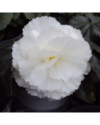 Begonia Tubereux Nonstop White