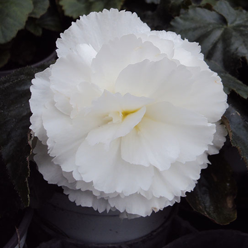 Begonia Tubereux Nonstop White